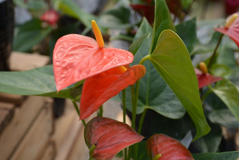 Amazing Queen Anthurium (Anthurium 'Amazing Queen') at Kennedy's Country Gardens