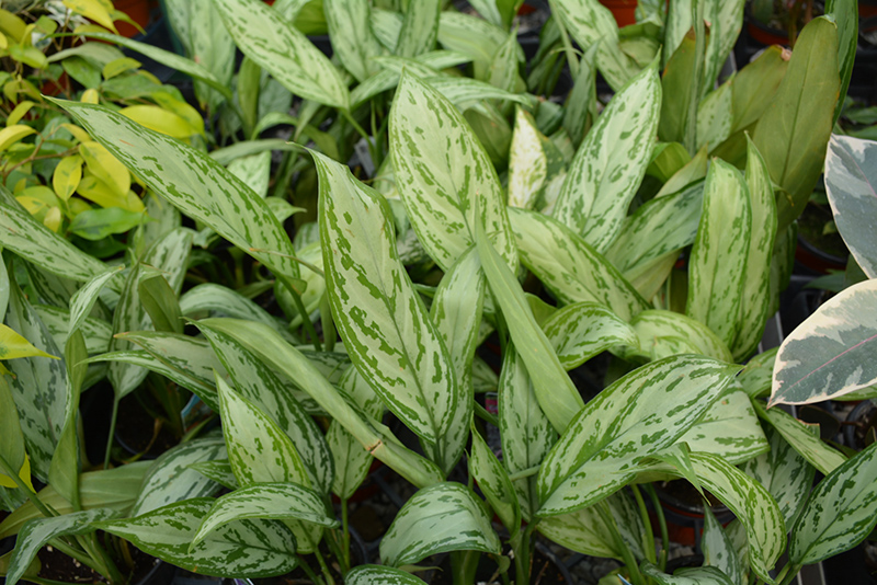 Silver King Chinese Evergreen (Aglaonema 'Silver King') at Kennedy's Country Gardens