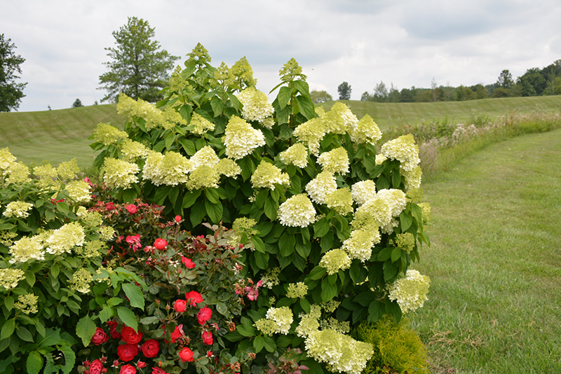 Limelight Prime Hydrangea (Hydrangea paniculata 'SMNHPPH') at Kennedy's Country Gardens