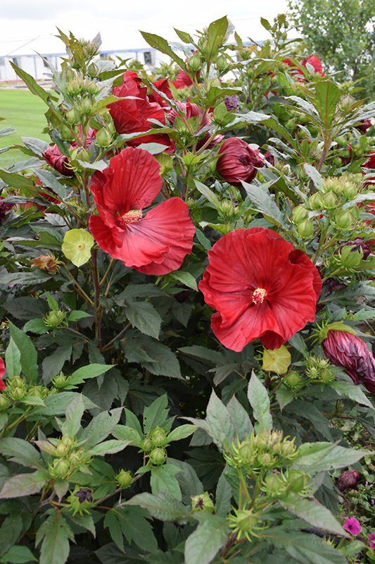 Summerific Cranberry Crush Hibiscus (Hibiscus 'Cranberry Crush') at Kennedy's Country Gardens