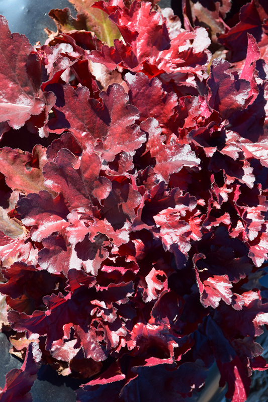 Forever Red Coral Bells (Heuchera 'Forever Red') at Kennedy's Country Gardens