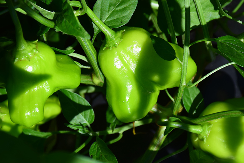 Mad Hatter Pepper (Capsicum baccatum 'Mad Hatter') at Kennedy's Country Gardens