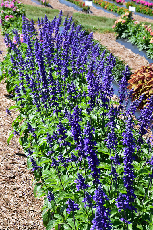 Mystic Spires Sage (Salvia 'Mystic Spires') at Kennedy's Country Gardens