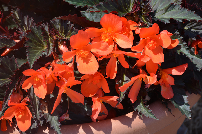 Unstoppable Upright Fire Begonia (Begonia 'Unstoppable Upright Fire') at Kennedy's Country Gardens