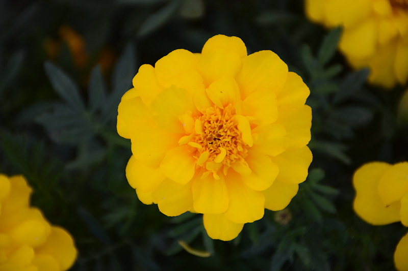 Durango Yellow Marigold (Tagetes patula 'Durango Yellow') at Kennedy's Country Gardens