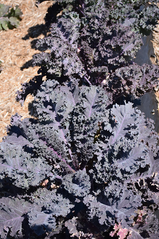 Scarletbor Kale (Brassica oleracea var. acephala 'Scarletbor') at Kennedy's Country Gardens