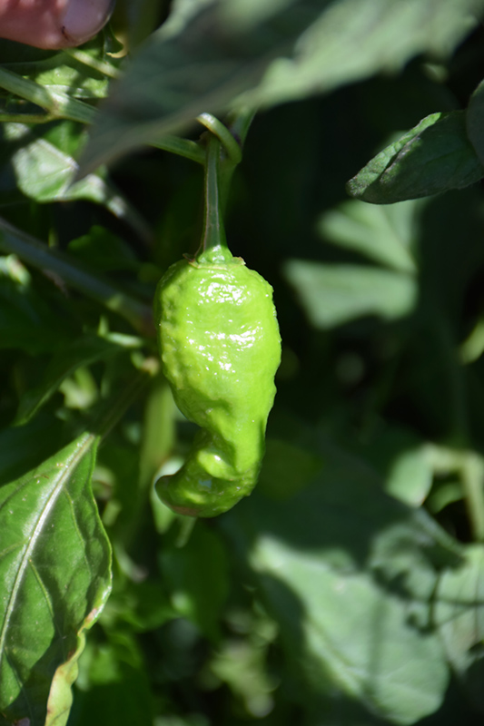 Ghost Hot Pepper (Capsicum chinense 'Ghost') at Kennedy's Country Gardens