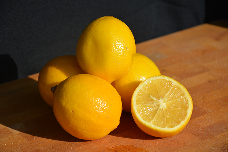 Meyer Lemon (Citrus x meyeri) at Kennedy's Country Gardens