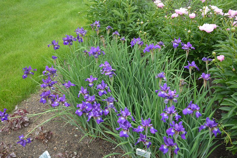 Ruffled Velvet Iris (Iris sibirica 'Ruffled Velvet') at Kennedy's Country Gardens