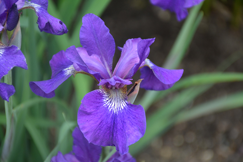 Ruffled Velvet Iris (Iris sibirica 'Ruffled Velvet') at Kennedy's Country Gardens