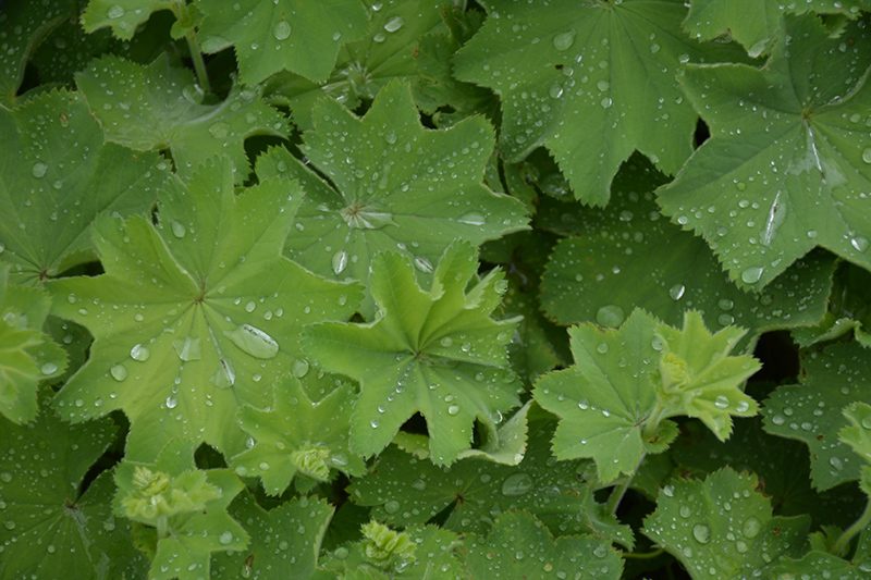 Lady's Mantle (Alchemilla mollis) at Kennedy's Country Gardens