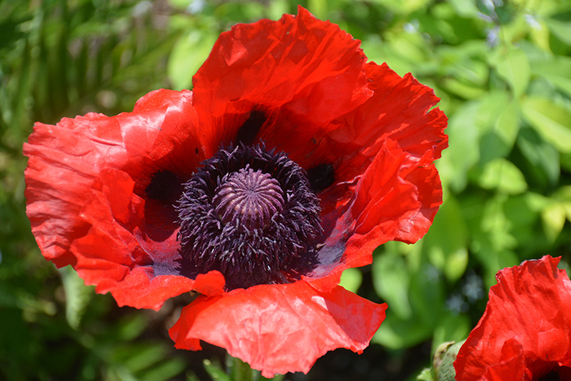 Beauty of Livermere Poppy (Papaver orientale 'Beauty of Livermere') at Kennedy's Country Gardens