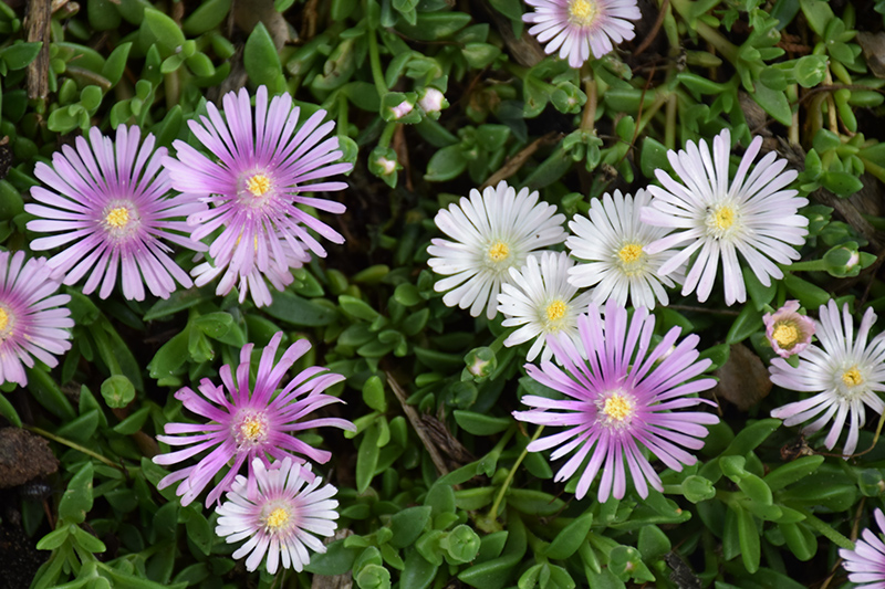 Lavender Ice Ice Plant (Delosperma 'Psfave') at Kennedy's Country Gardens