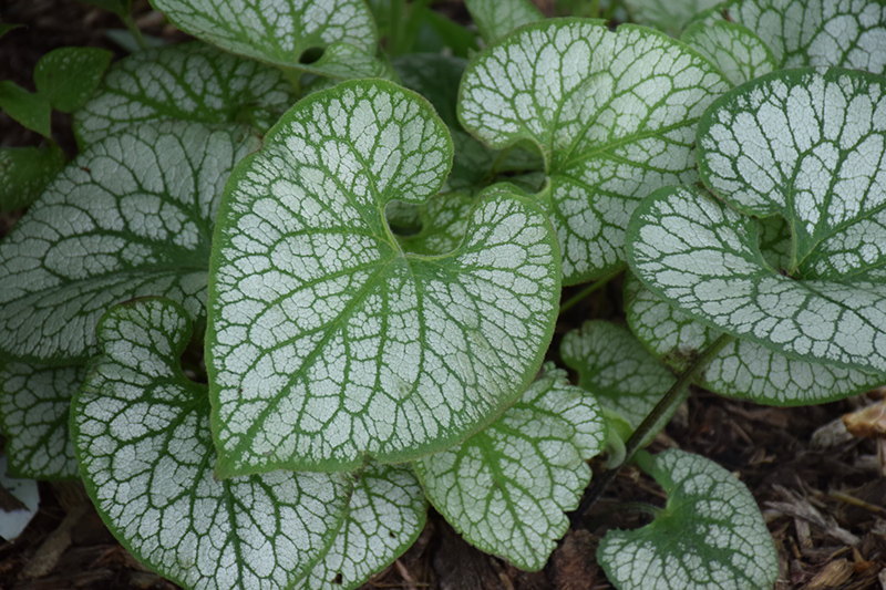 Jack Frost Bugloss (Brunnera macrophylla 'Jack Frost') at Kennedy's Country Gardens