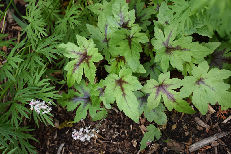 Sugar And Spice Foamflower (Tiarella 'Sugar And Spice') at Kennedy's Country Gardens