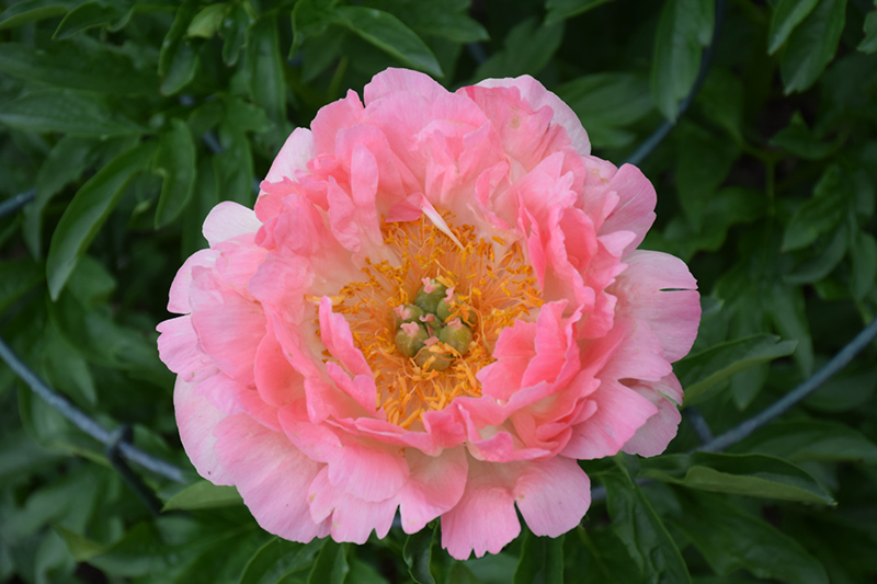 Coral Sunset Peony (Paeonia 'Coral Sunset') at Kennedy's Country Gardens