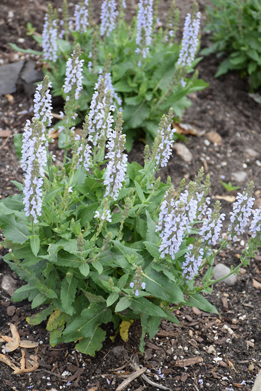 Perfect Profusion Meadow Sage (Salvia nemorosa 'Perfect Profusion') at Kennedy's Country Gardens