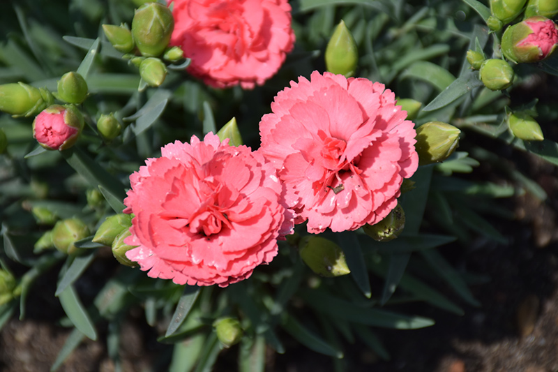 Fruit Punch Classic Coral Pinks (Dianthus 'Classic Coral') at Kennedy's Country Gardens
