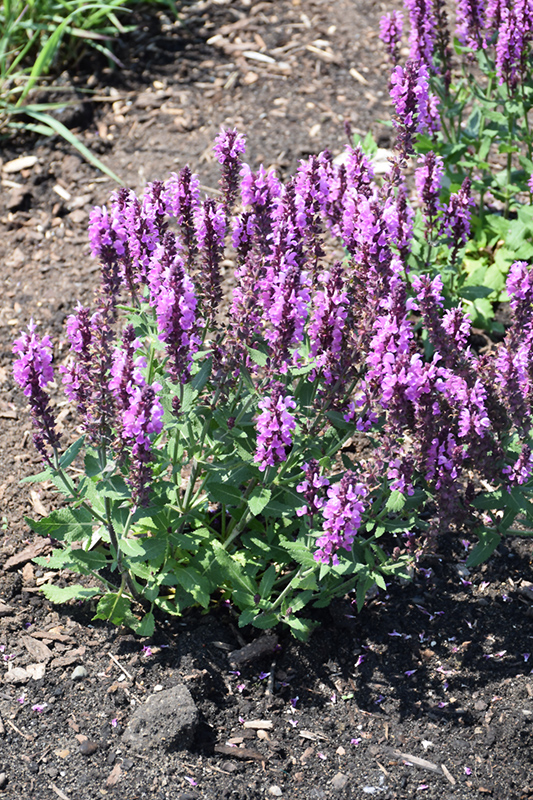 Pink Profusion Meadow Sage (Salvia nemorosa 'Pink Profusion') at Kennedy's Country Gardens