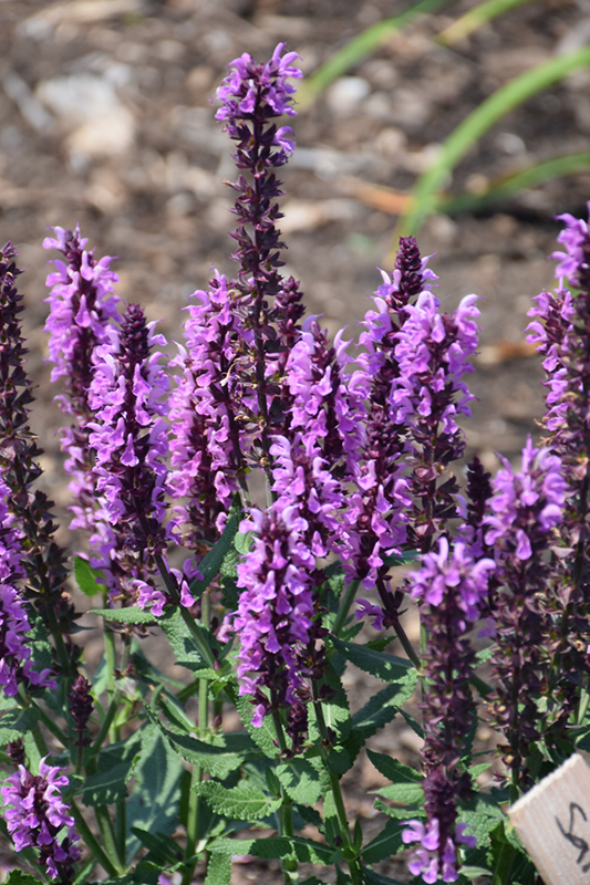 Pink Profusion Meadow Sage (Salvia nemorosa 'Pink Profusion') at Kennedy's Country Gardens