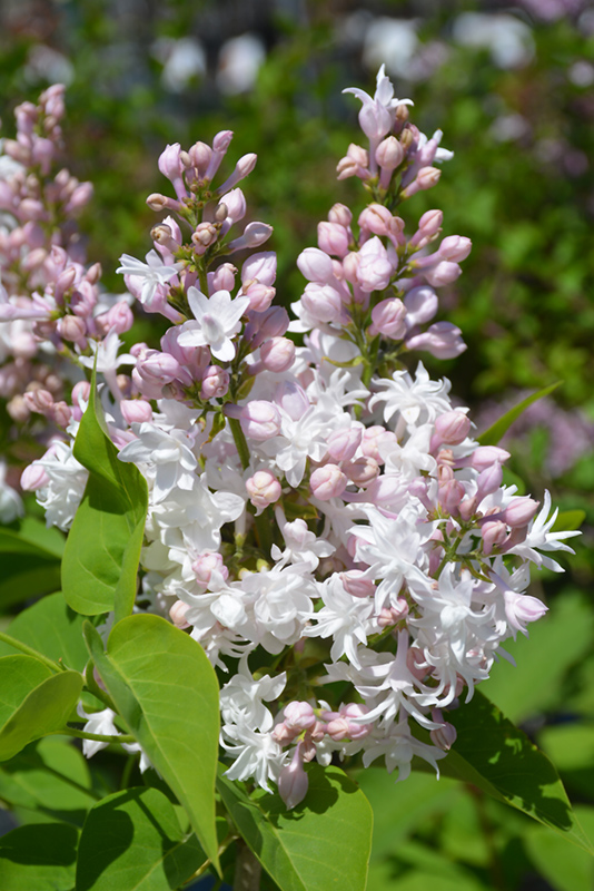 Beauty of Moscow Lilac (Syringa vulgaris 'Beauty of Moscow') at Kennedy's Country Gardens