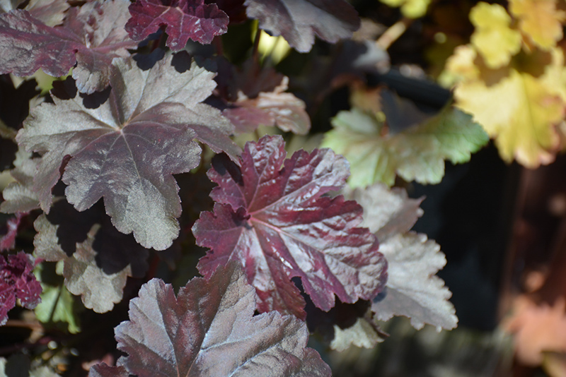 Obsidian Coral Bells (Heuchera 'Obsidian') at Kennedy's Country Gardens