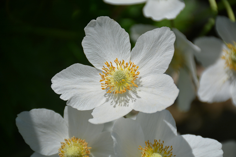 Windflower (Anemone sylvestris) at Kennedy's Country Gardens