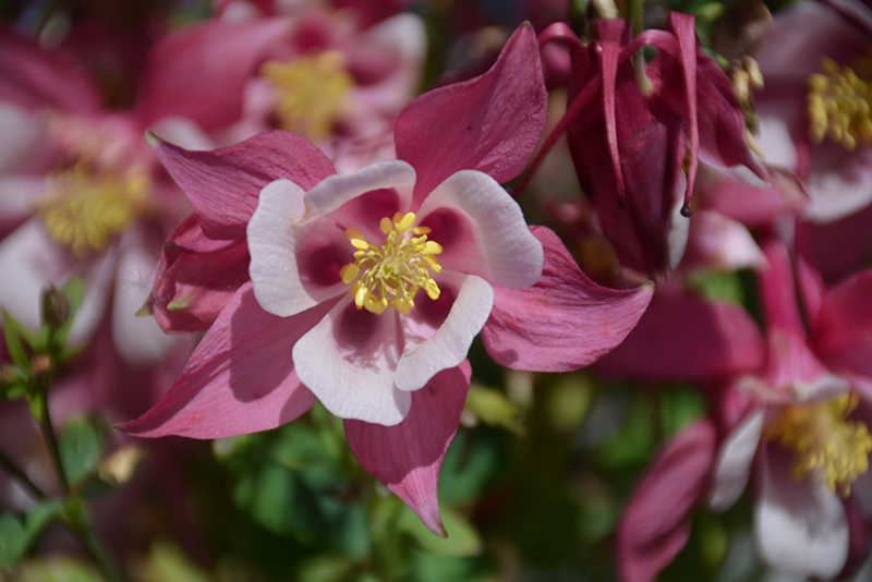 Origami Rose and White Columbine (Aquilegia 'Origami Rose and White') at Kennedy's Country Gardens