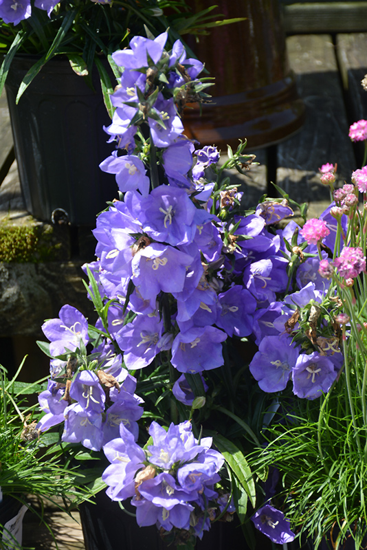 Takion Blue Peachleaf Bellflower (Campanula persicifolia 'Takion Blue') at Kennedy's Country Gardens