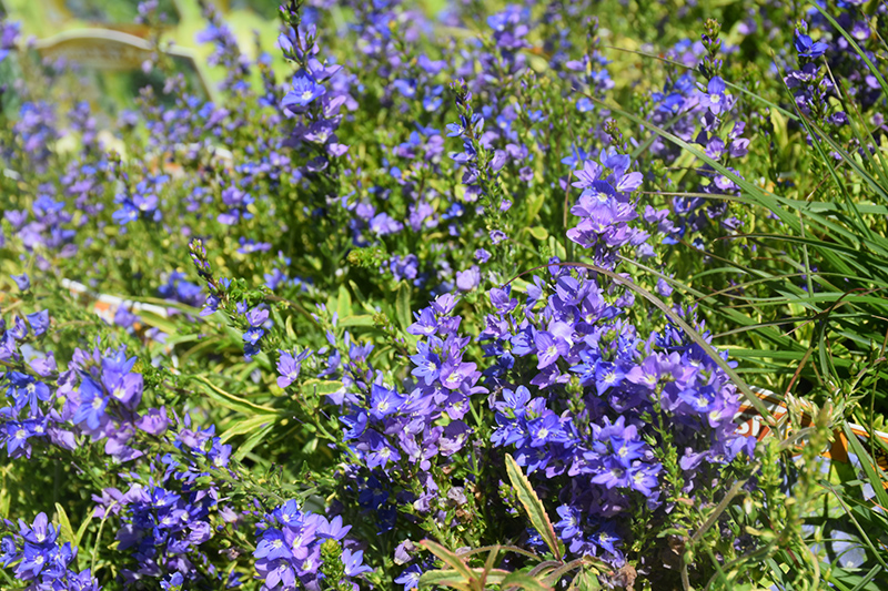 Goldwell Creeping Speedwell (Veronica prostrata 'Goldwell') at Kennedy's Country Gardens