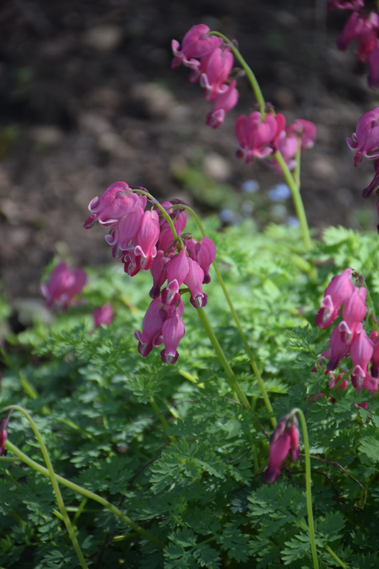 King of Hearts Bleeding Heart (Dicentra 'King of Hearts') at Kennedy's Country Gardens
