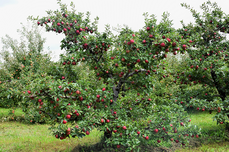 Red Delicious Apple (Malus 'Red Delicious') at Kennedy's Country Gardens