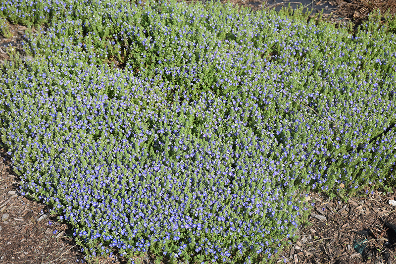 Tidal Pool Speedwell (Veronica 'Tidal Pool') at Kennedy's Country Gardens