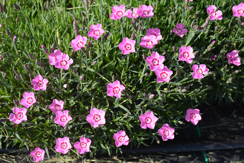 Mountain Frost Pink Twinkle Pinks (Dianthus 'KonD1060K3') at Kennedy's Country Gardens