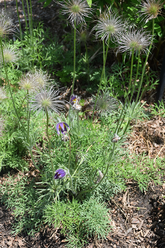 Pasqueflower (Pulsatilla vulgaris) at Kennedy's Country Gardens