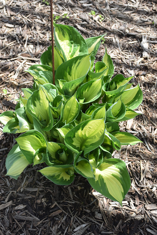 Whirlwind Hosta (Hosta 'Whirlwind') at Kennedy's Country Gardens