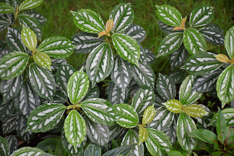 Aluminum Plant (Pilea cadierei) at Kennedy's Country Gardens