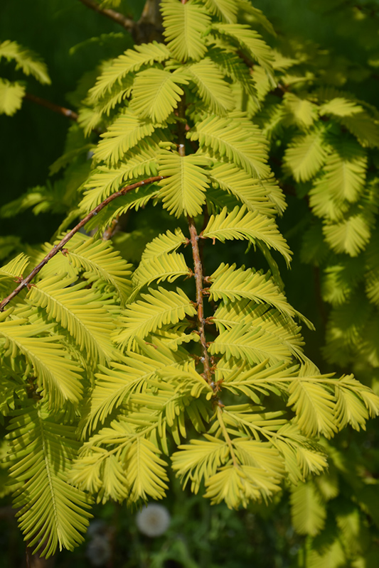 Gold Rush Dawn Redwood (Metasequoia glyptostroboides 'Gold Rush') at Kennedy's Country Gardens