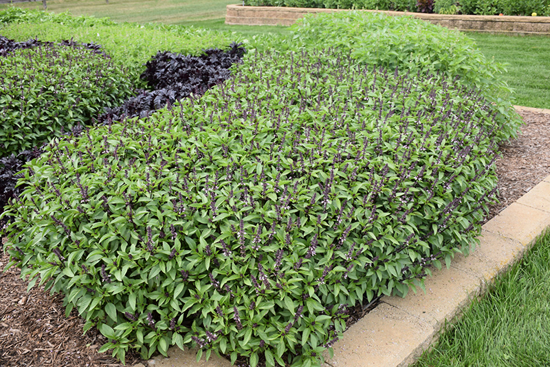 Cinnamon Basil (Ocimum basilicum 'Cinnamon') at Kennedy's Country Gardens