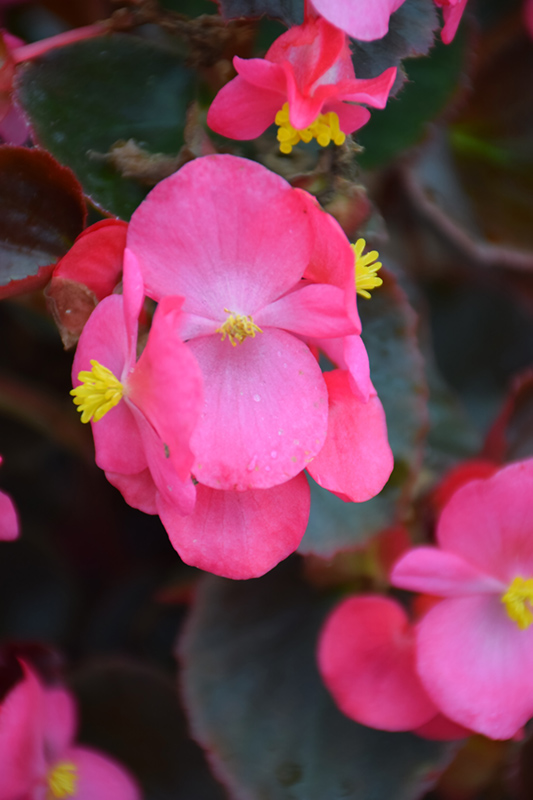 Bada Boom Rose Begonia (Begonia 'Bada Boom Rose') at Kennedy's Country Gardens