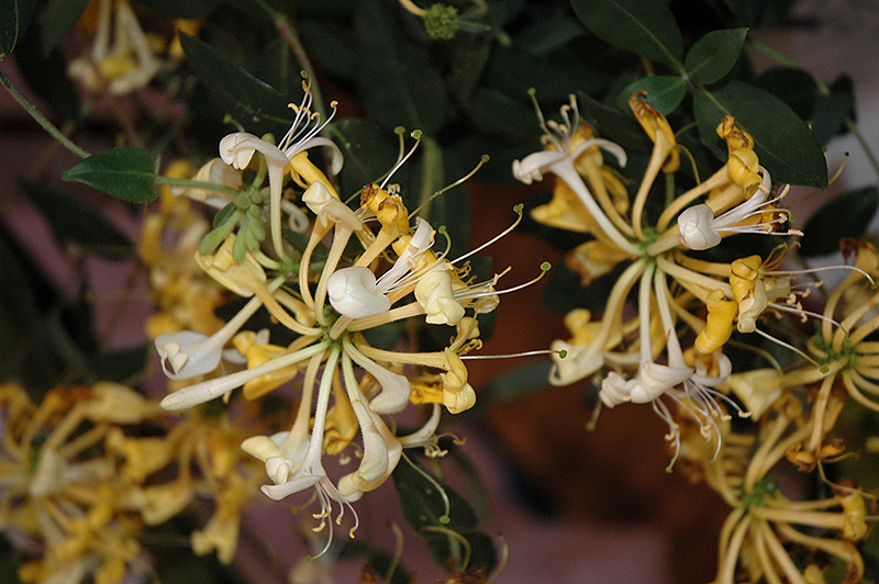 Scentsation Honeysuckle (Lonicera periclymenum 'Scentsation') at Kennedy's Country Gardens
