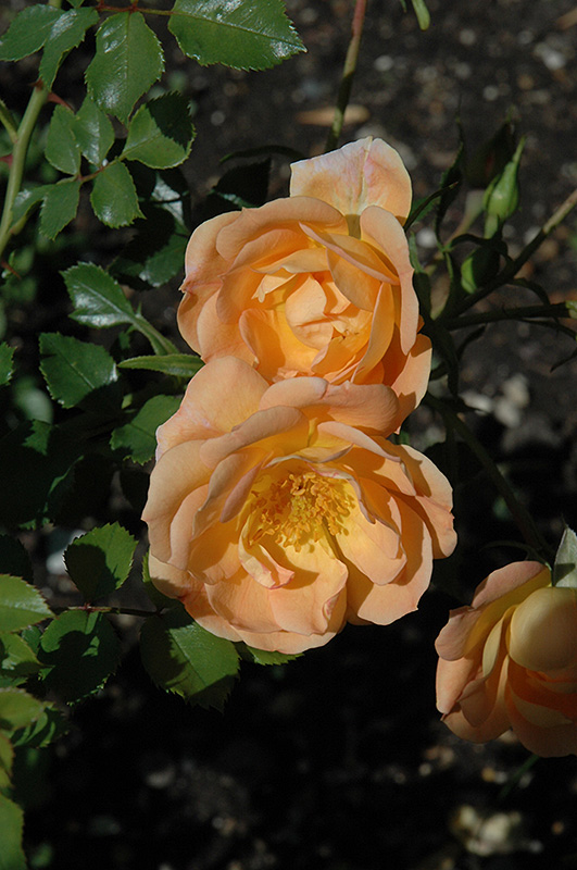 Oso Easy Peachy Cream Rose (Rosa 'Horcoherent') at Kennedy's Country Gardens