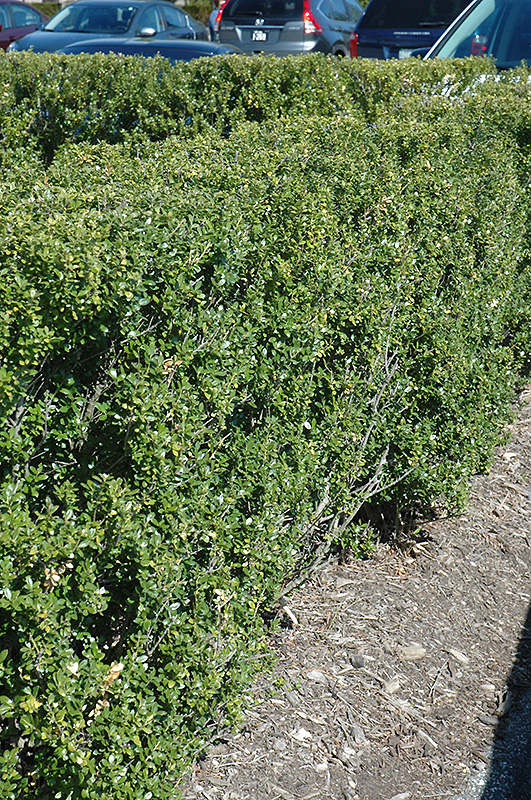Steeds Japanese Holly (Ilex crenata 'Steeds') at Kennedy's Country Gardens