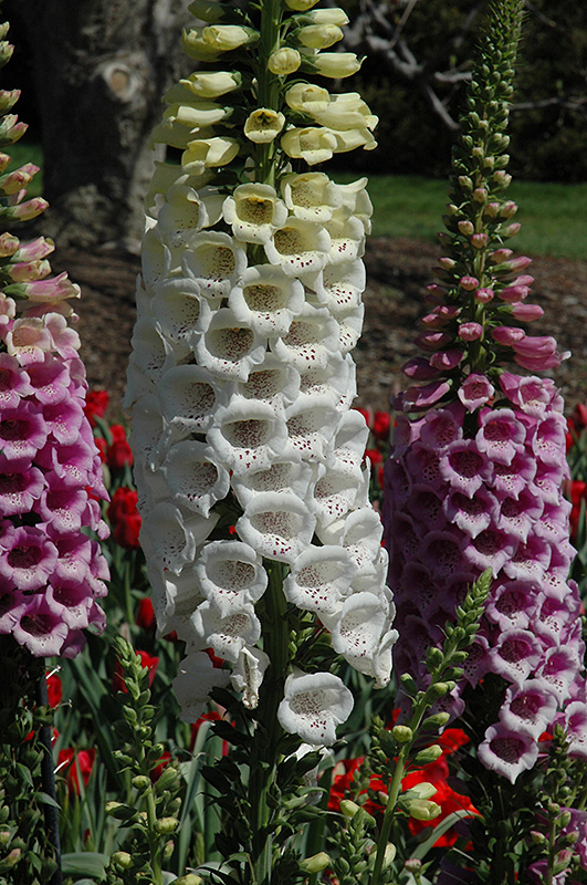 Excelsior White Foxglove (Digitalis purpurea 'Excelsior White') at Kennedy's Country Gardens