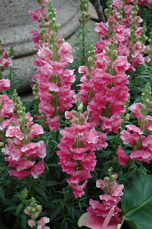 Liberty Classic Rose Pink Snapdragon (Antirrhinum majus 'Liberty Classic Rose Pink') at Kennedy's Country Gardens