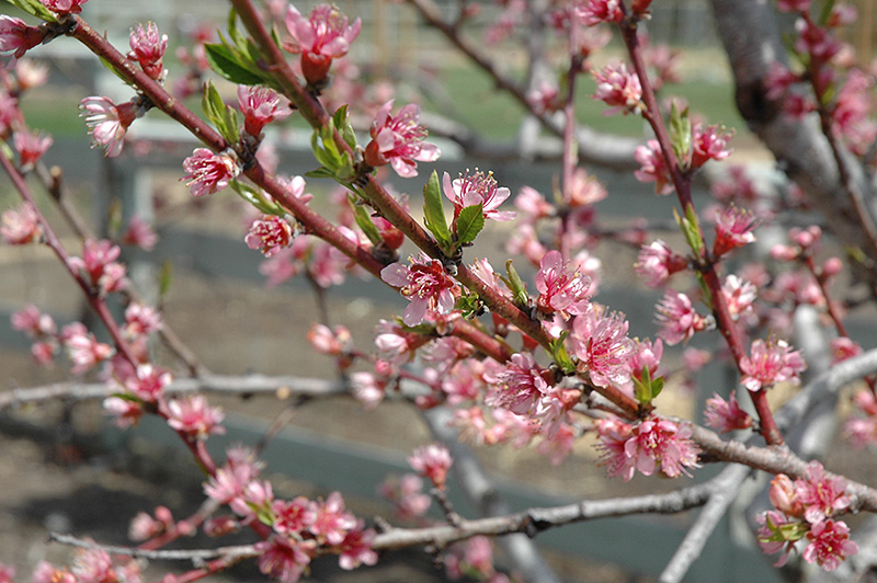 Redhaven Peach (Prunus persica 'Redhaven') at Kennedy's Country Gardens