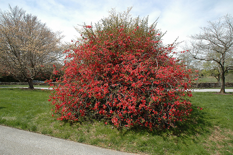 Texas Scarlet Flowering Quince (Chaenomeles speciosa 'Texas Scarlet') at Kennedy's Country Gardens