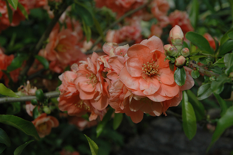 Cameo Flowering Quince (Chaenomeles speciosa 'Cameo') at Kennedy's Country Gardens