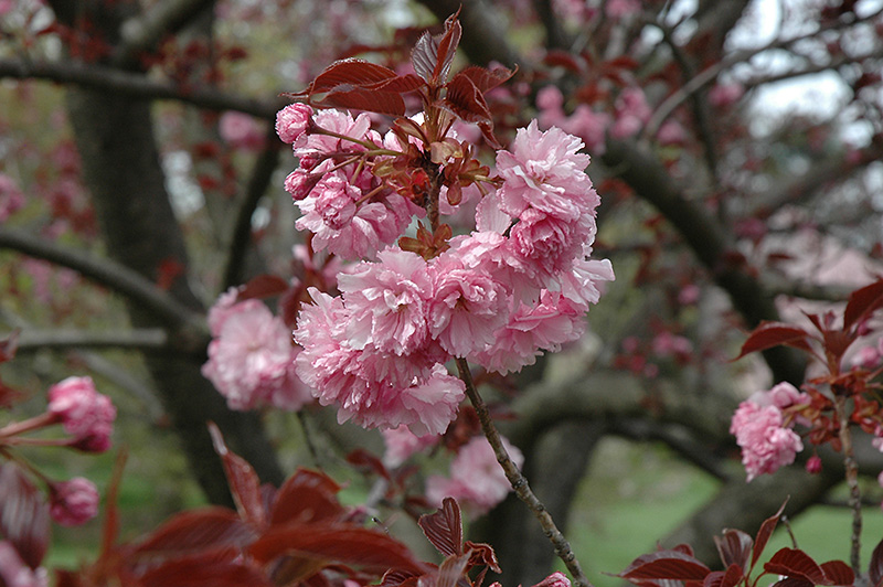Royal Burgundy Flowering Cherry (Prunus serrulata 'Royal Burgundy') at Kennedy's Country Gardens