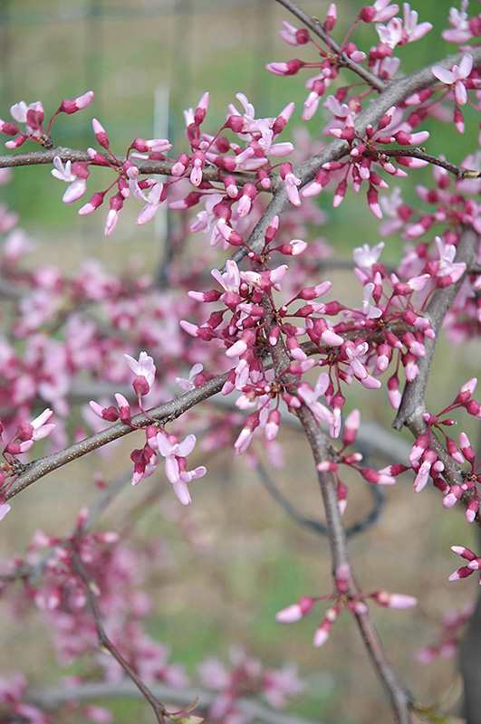 Cascading Hearts Redbud (Cercis canadensis 'Cascading Hearts') at Kennedy's Country Gardens
